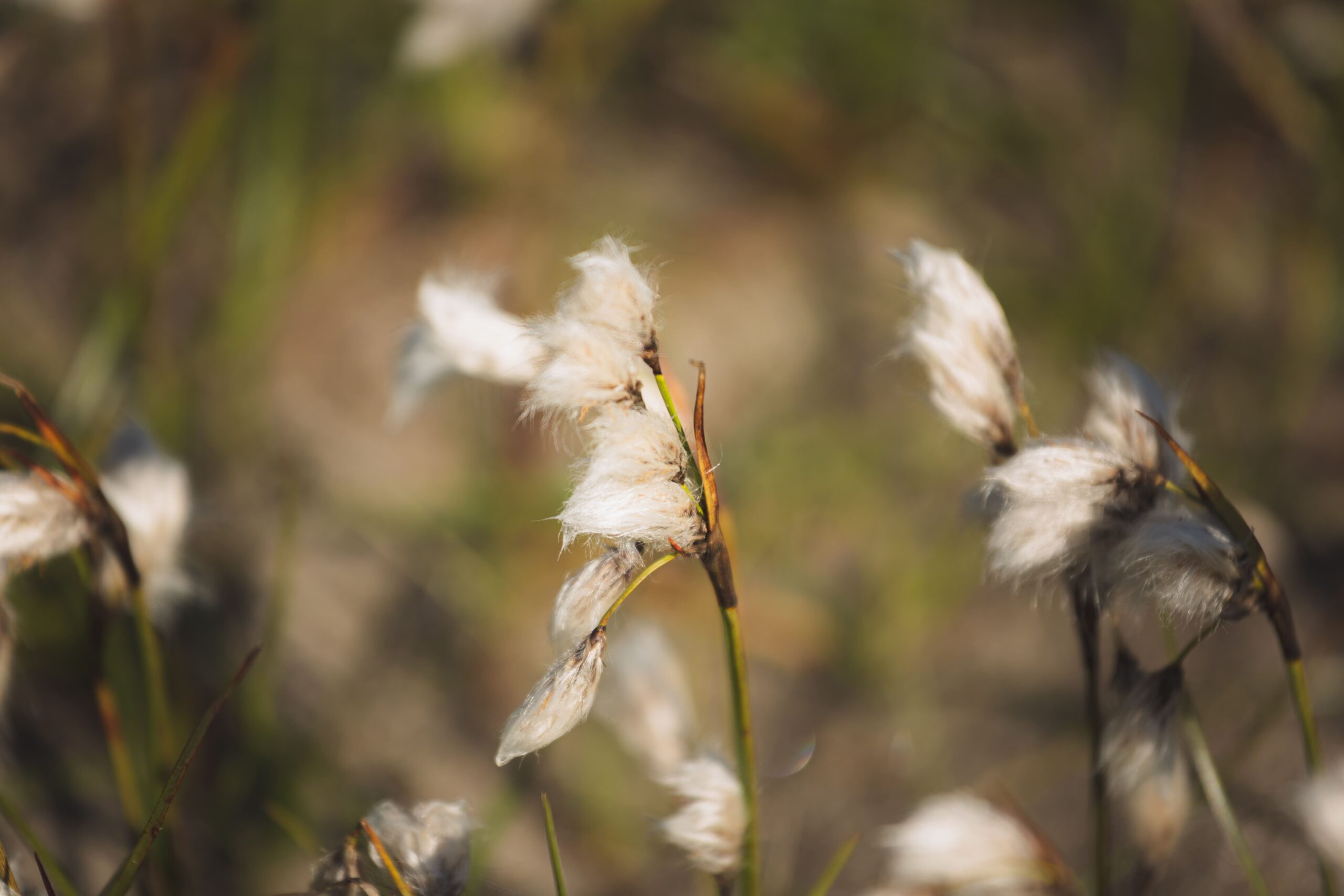 common-Cottongrass-in-nuuk