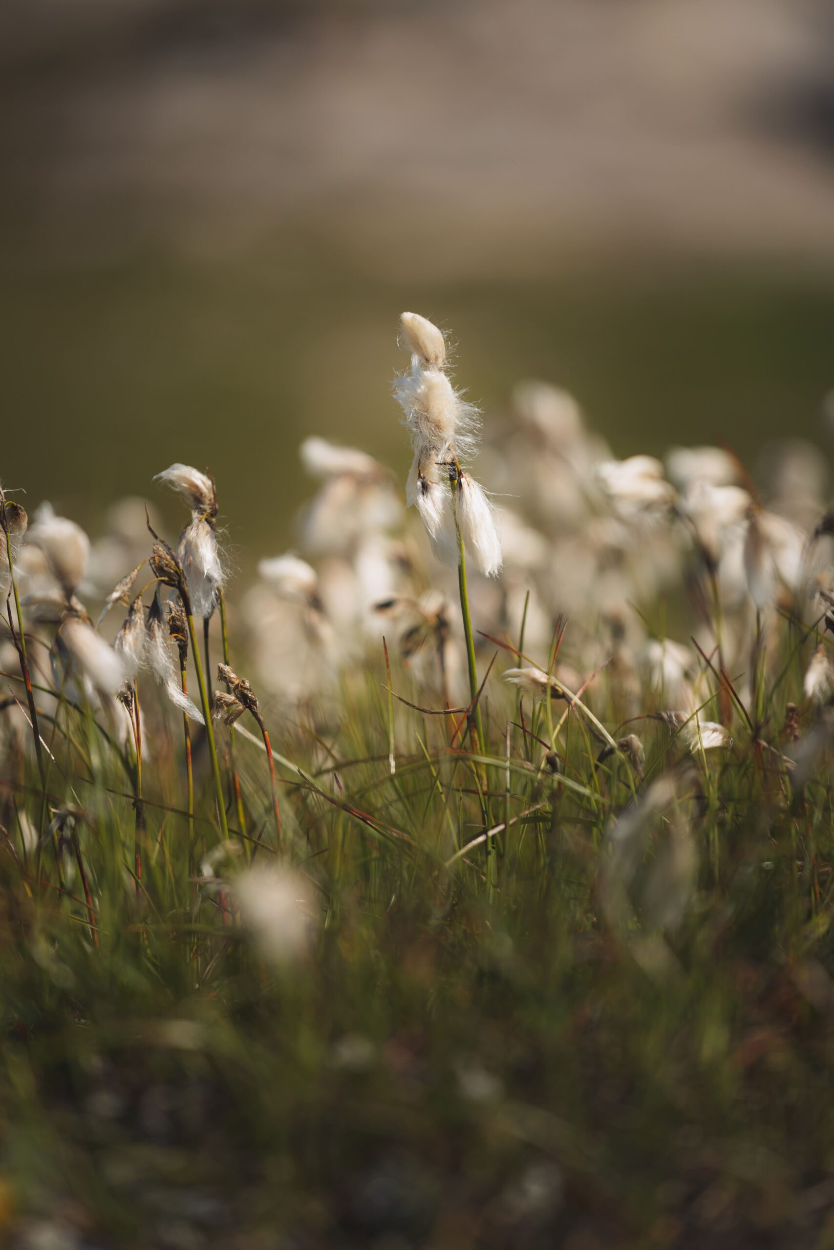 common-cottongrass-near-quasussuaq